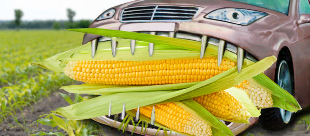 Le maïs alimente les voitures au lieu de nourrir les gens Photomontage : une automobile dévore des épis de maïs géants
