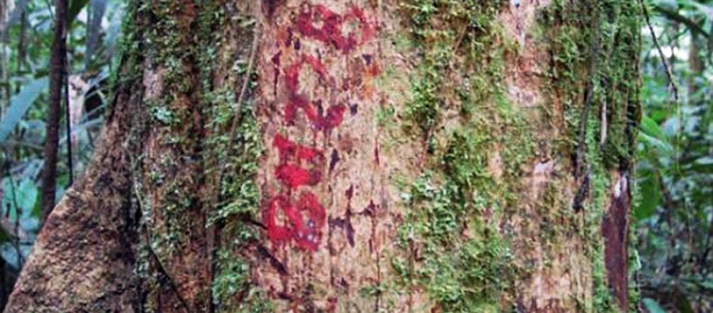 4.000 arbres géants ont déjà été marqués à destination des tronçonneuses dans la forêt Tronc d'arbre marqué de rouge dans la forêt tropicale