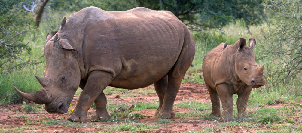 Des rhinocéros en liberté : une image appartenant bientôt au passé ? Une femelle rhinocéros et son petit rhinocéron dans la savane