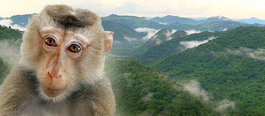 La Thaïlande met en danger les animaux à l’intérieur d'un site naturel du Patrimoine mondial Un Singe nous regarde l’air inquiet avec en arrière plan les forêts du Complexe forestier de Dong Phayayen-Khao Yai en Thaïlande