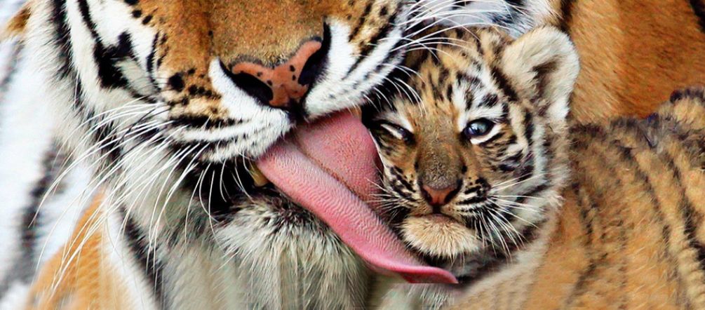 Environ 100 tigres du Bengale vivent dans les mangroves des Sundarbans Gros plan sur un tigre léchant la tête de son petit tigron