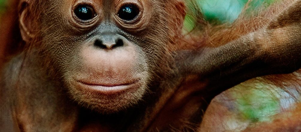 Les plantations industrielles provoquent la déforestation tropicale, l’accaparement des terres et la destruction de l’habitat naturel des orangs-outans Un orang-outan est assis sur la branche d’un arbre mort avec comme fond une forêt défrichée