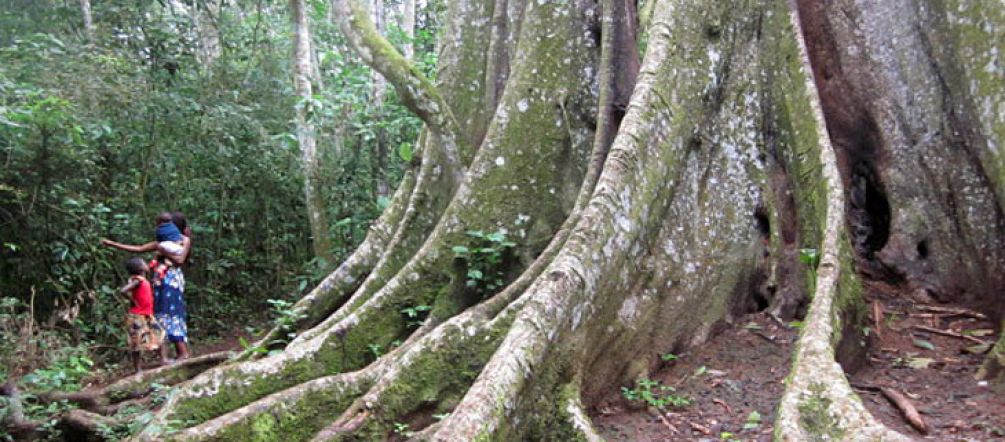 Arbre protégé dans la forêt de Mabira