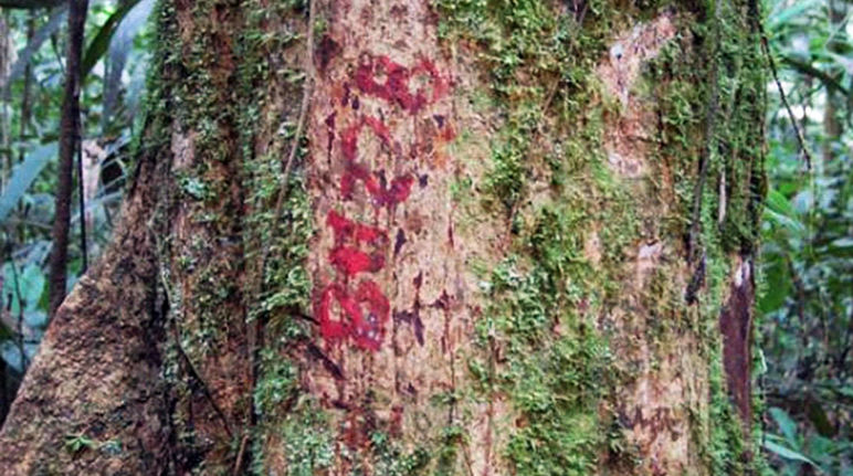 Tronc d'arbre marqué de rouge dans la forêt tropicale
