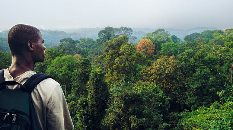 Un homme de dos observe la canopée de la forêt tropicale humide camerounaise
