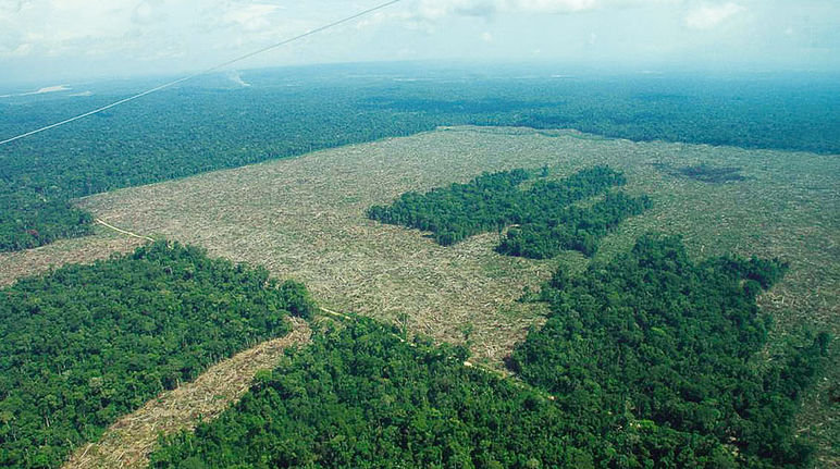 Ue La Deforestation En Toute Franchise Sauvons La Foret